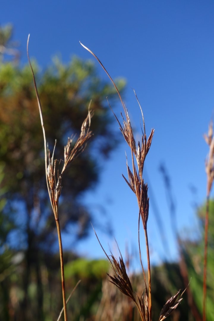 Бородач виргинский (andropogon virginicus)