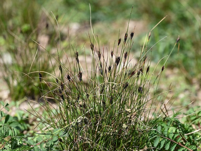 Семейство осоковые