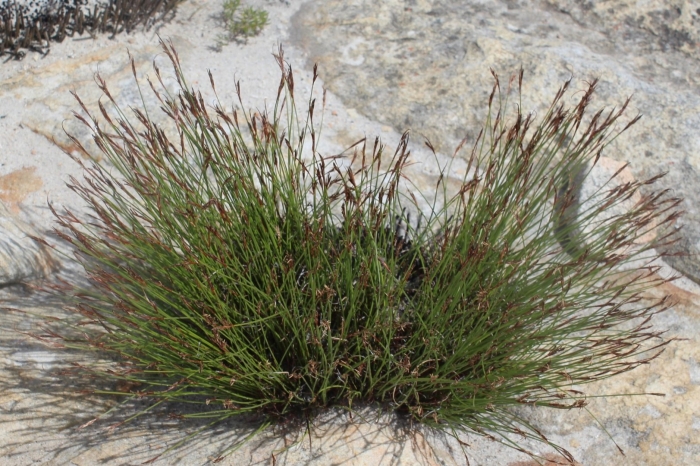 Фестука аметистовая