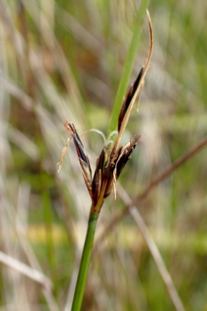 Schoenus pauciflorus