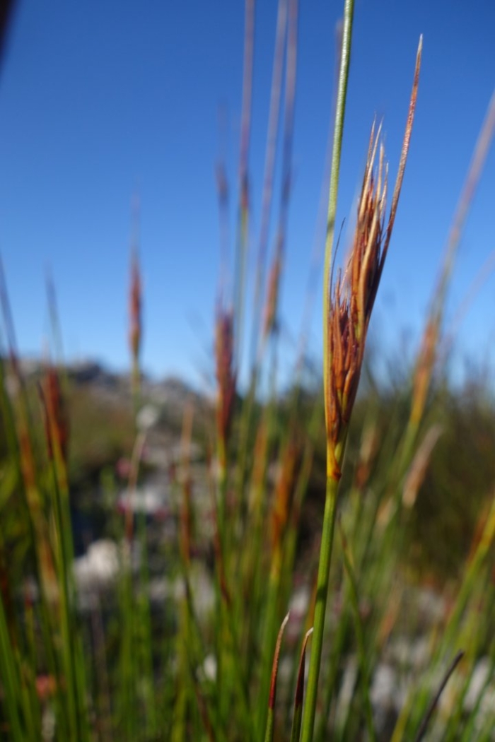 Leucorchestris arenicola