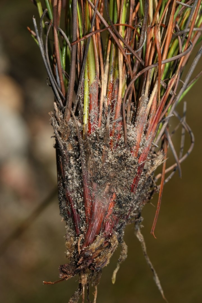 Eriophorum vaginatum