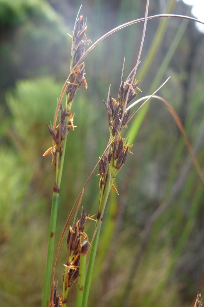 Осока растение