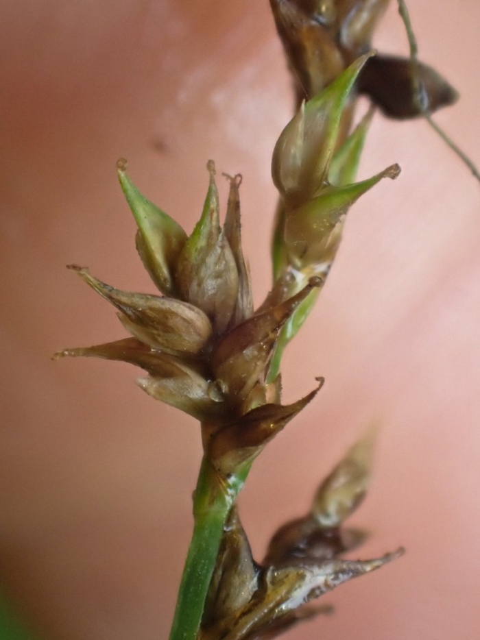 Carex laeviculmis