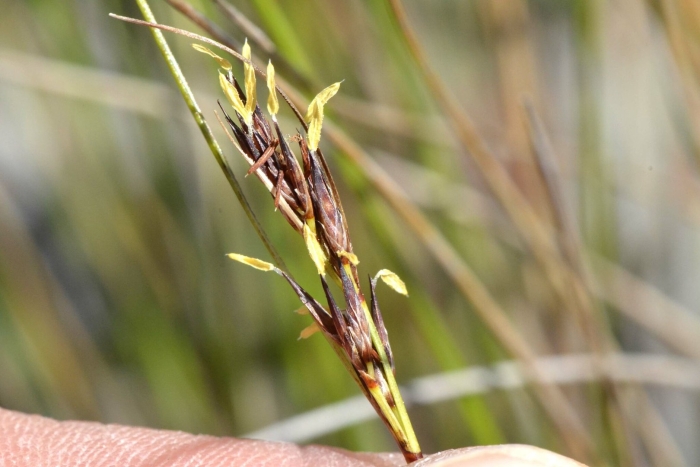Schoenus exilis
