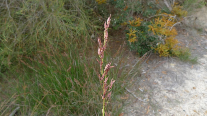 Овсяница луговая (festuca pratensis)