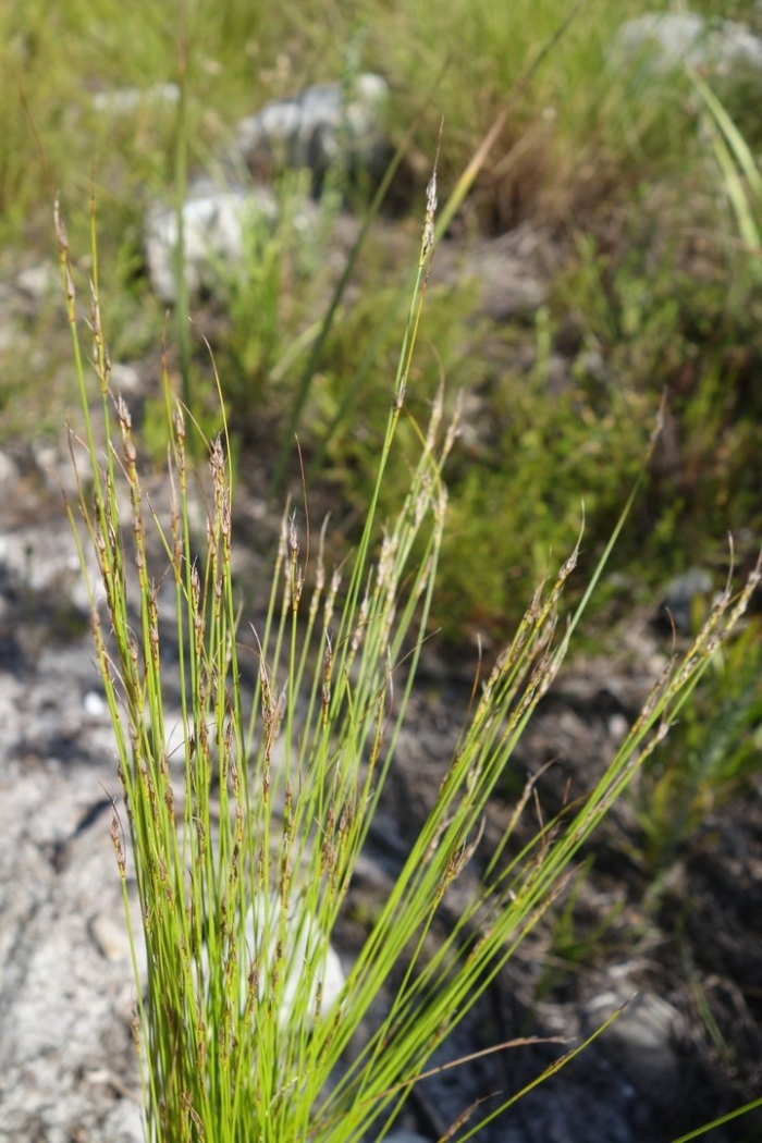 Ситник (juncus)