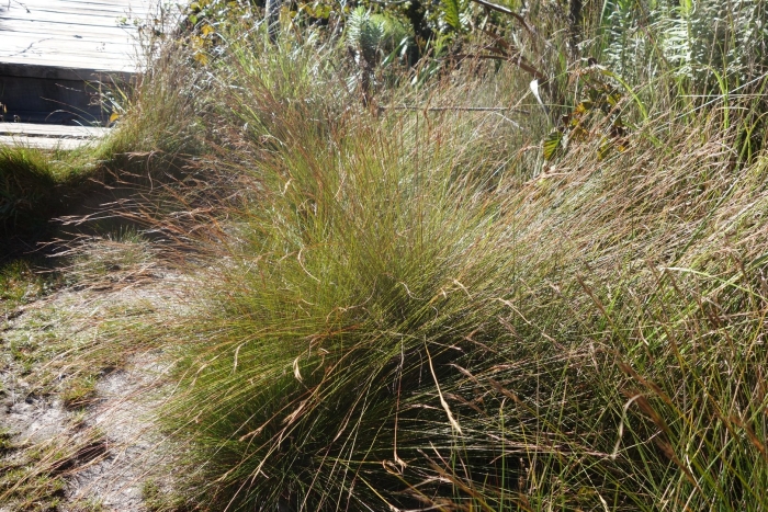 Andropogon virginicus