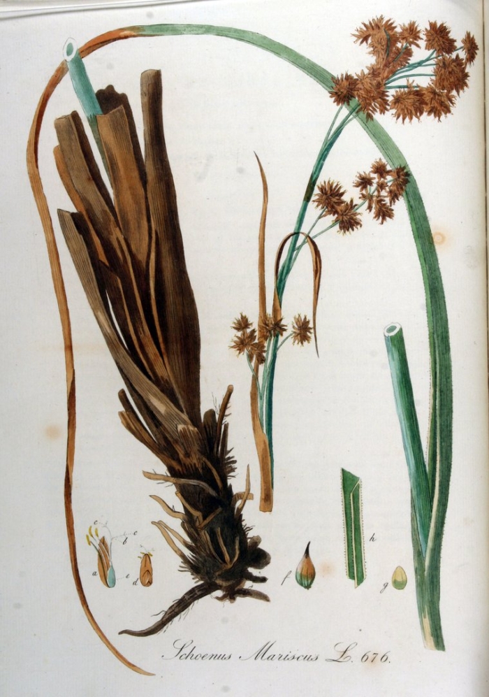 Scirpus lacustris