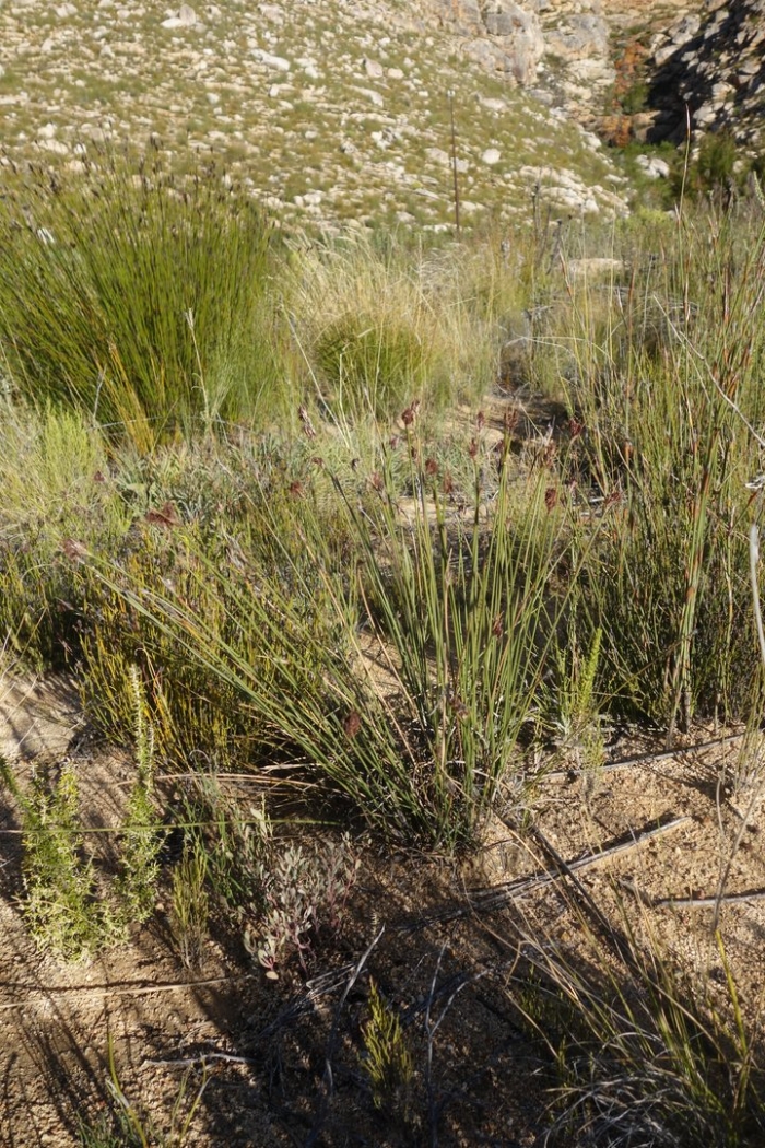 Molinia caerulea 'torch' pbr