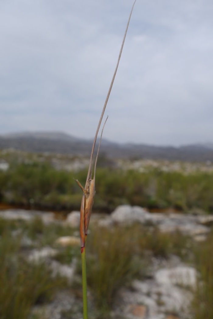 Acrida ungarica