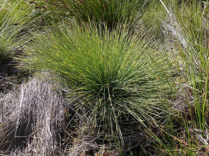 Травяное дерево ксанторрея