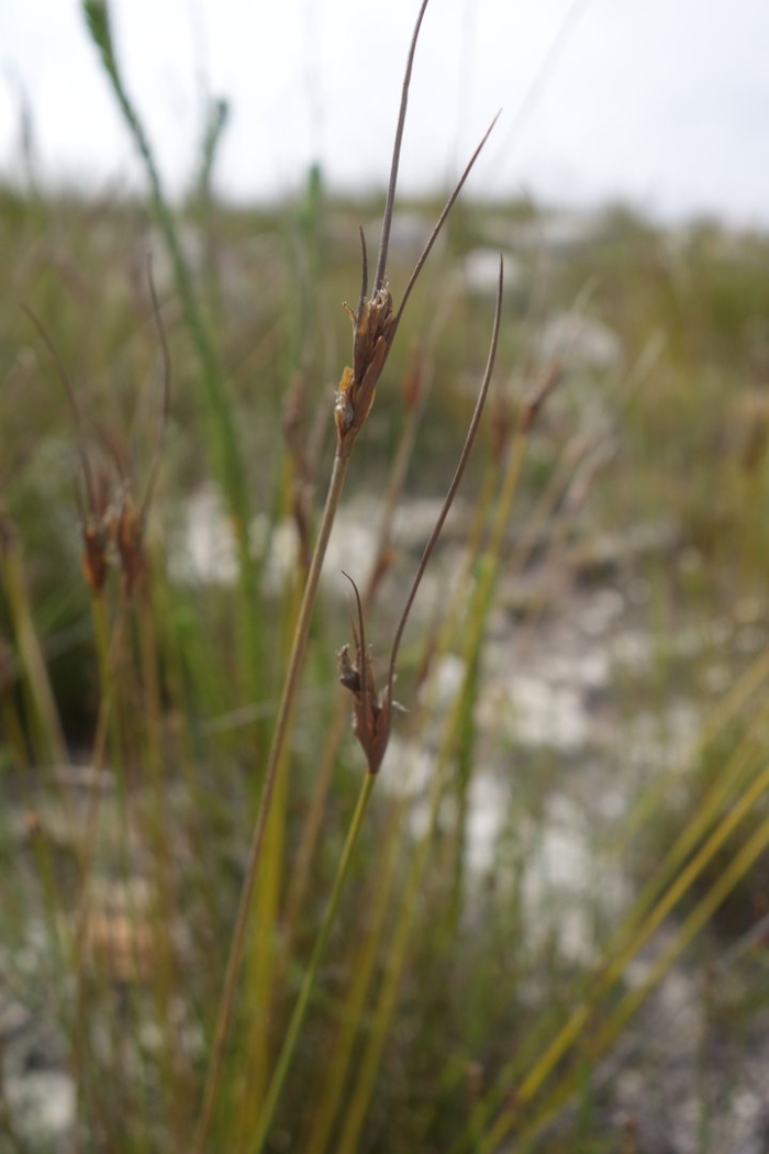 Juncus ensifolius  starhead