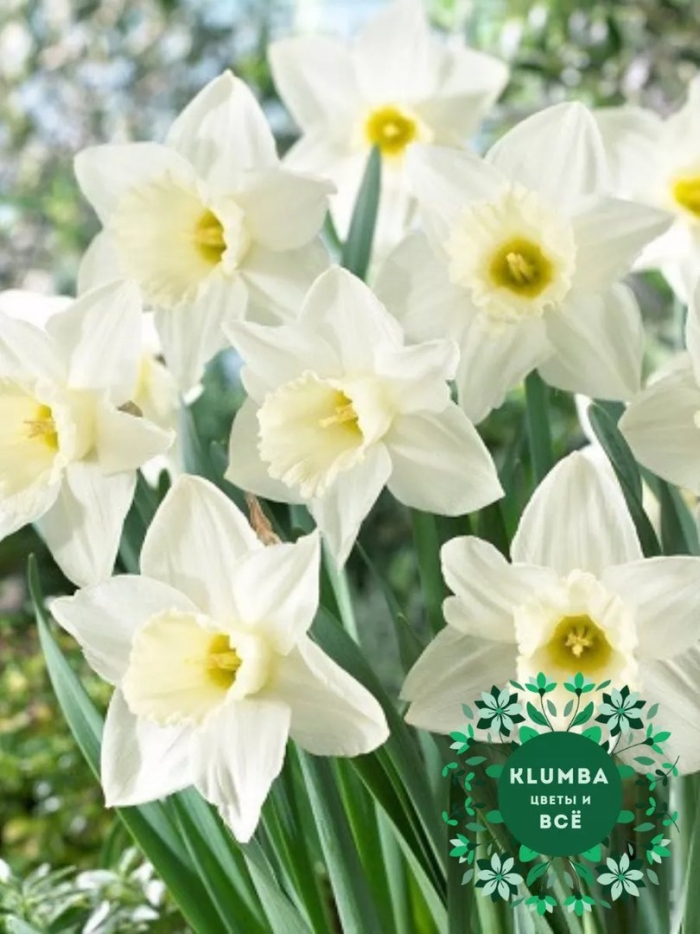 Нарциссы трубчатые narcissus trumpet.