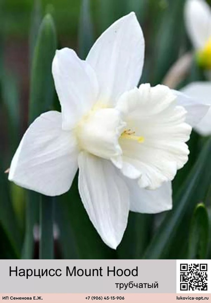 Нарцисс уайт петтикоат