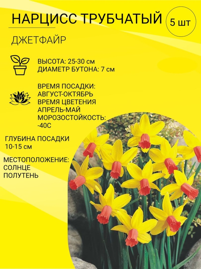 Нарцисс джетфайер