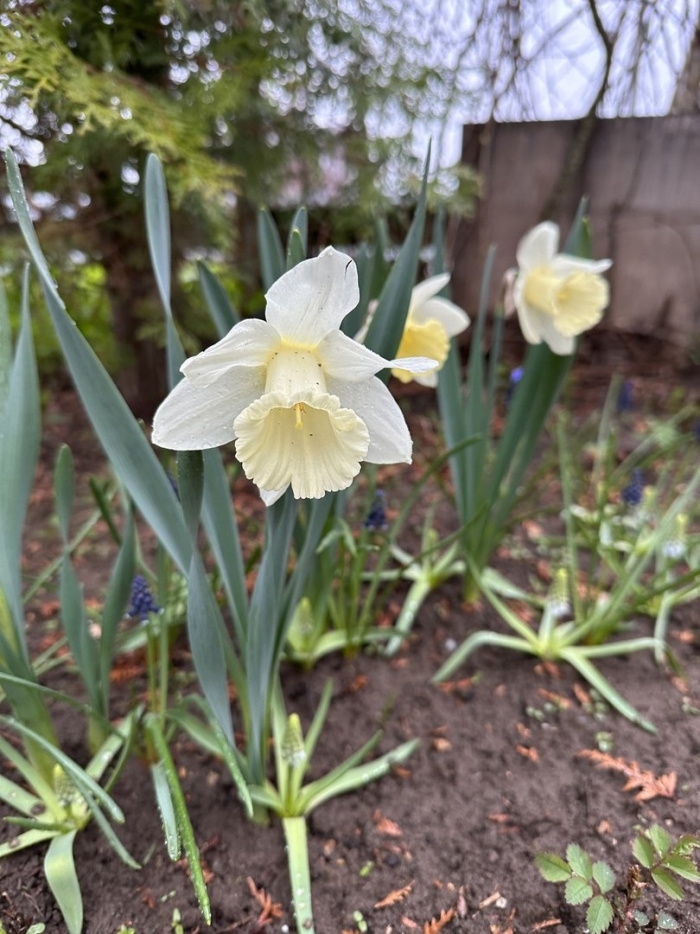 Нарцисс белый