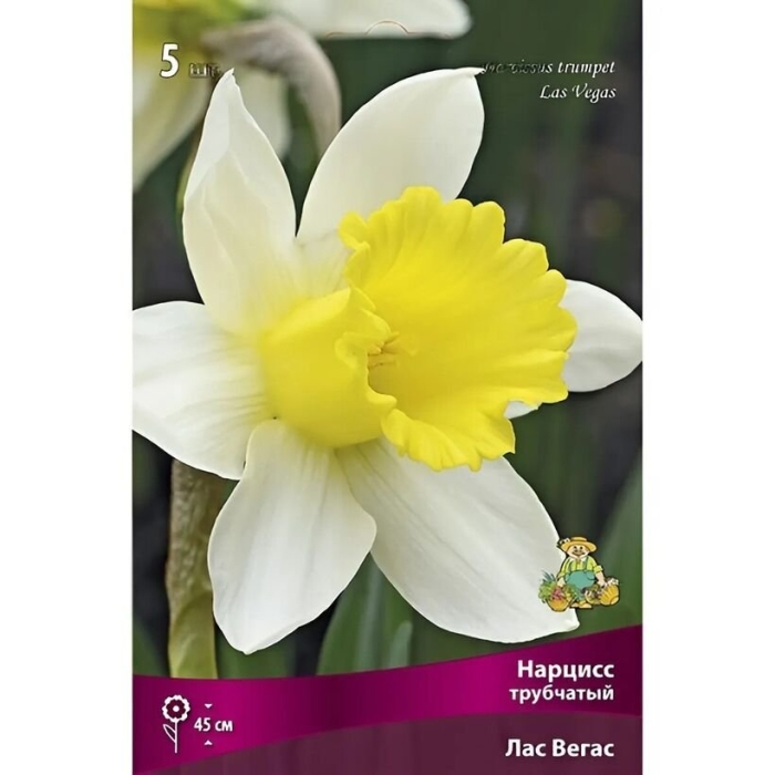 Нарцисс крупнокорончатый корниш кинг