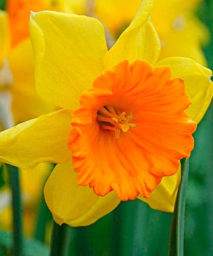 Нарцисс pimpernel