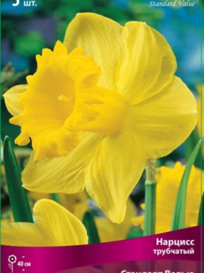 Нарцисс трубчатый стандарт велью