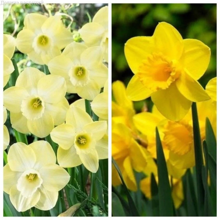 Нарцисс авалон