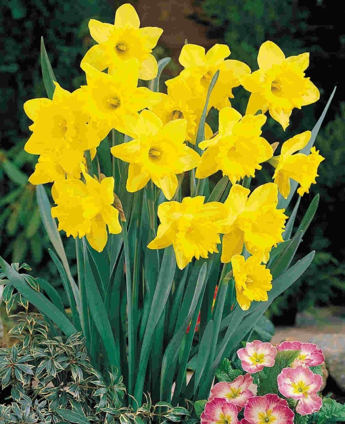 Daffodil bulbs