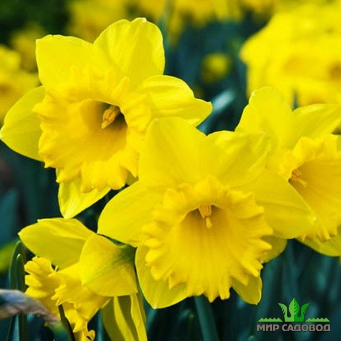 Нарцисс датч мастер
