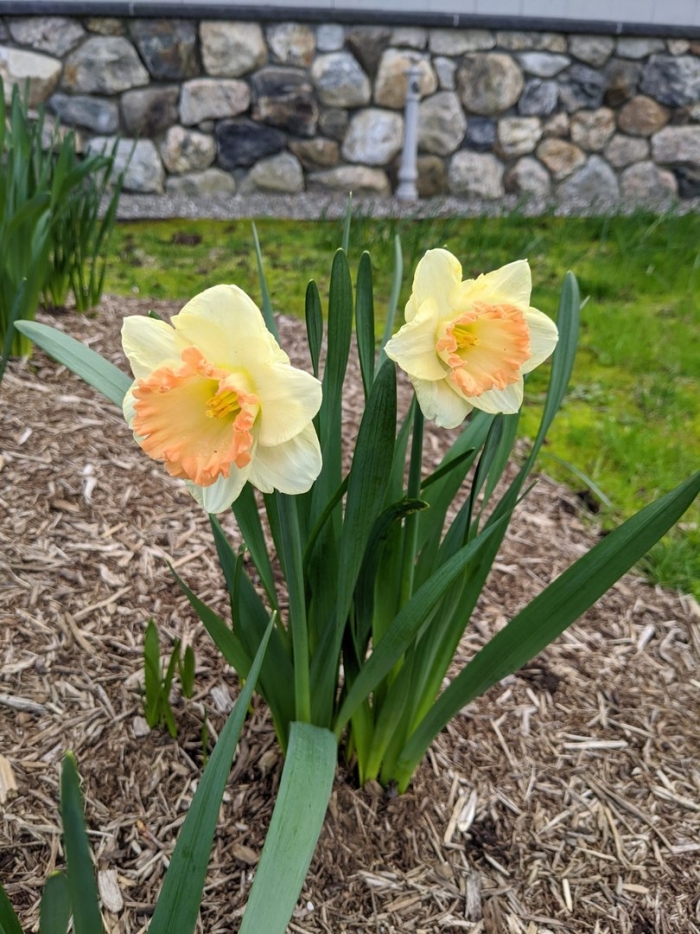 Нарцисс тацеттовидный