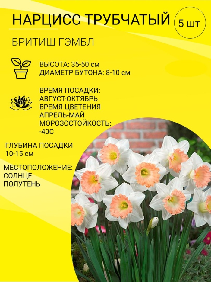 Нарцисс трубчатый