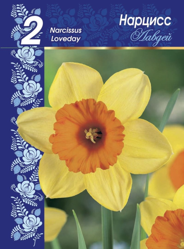 Нарцисс лавдей