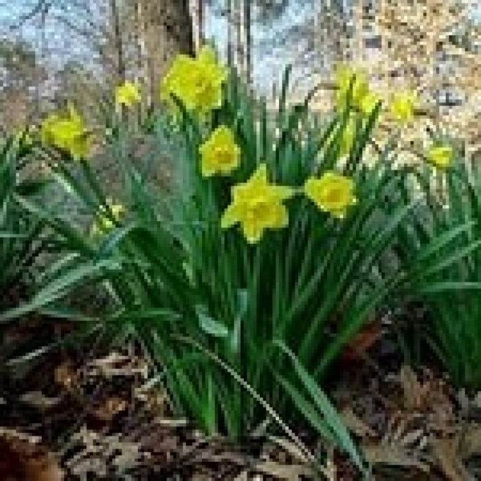 Нарцисс цветок листья