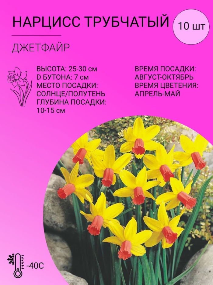 Нарцисс джетфайр