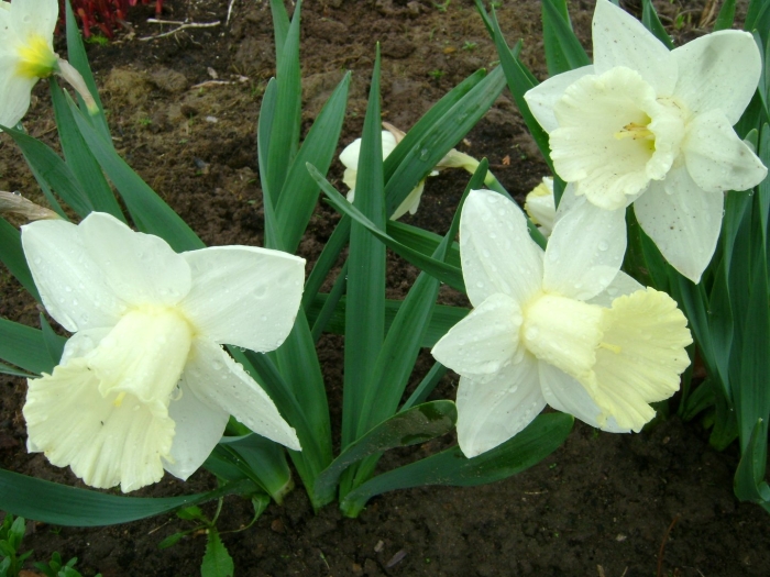 Нарцисс белый королевский