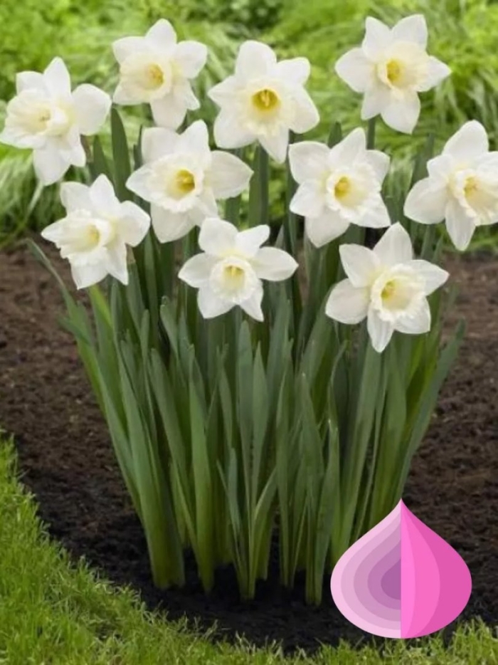 Нарцисс ice follies