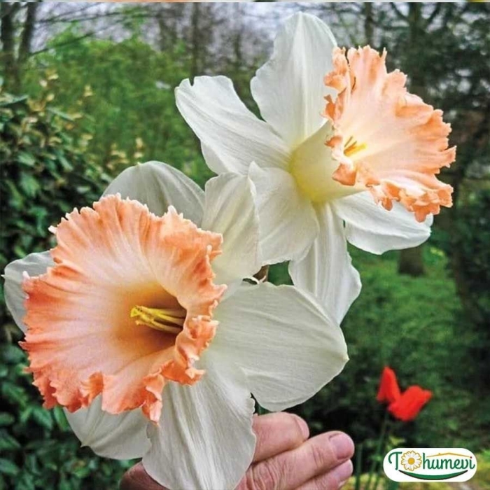 Нарцисс бритиш гэмбл