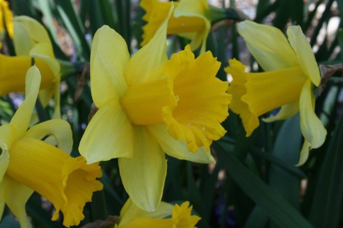 Нарцисс оранж джус