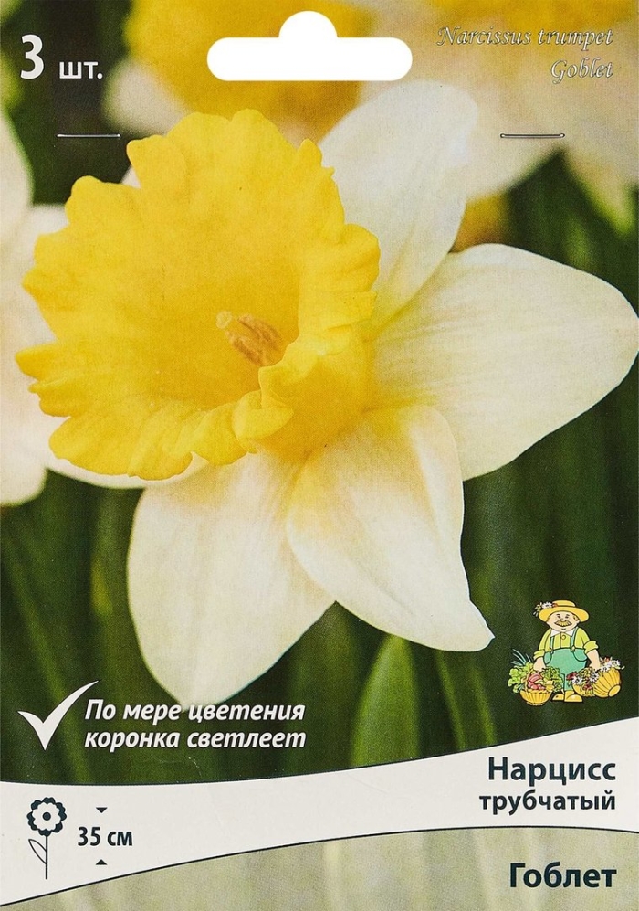 Нарцисс трубчатый гоблет