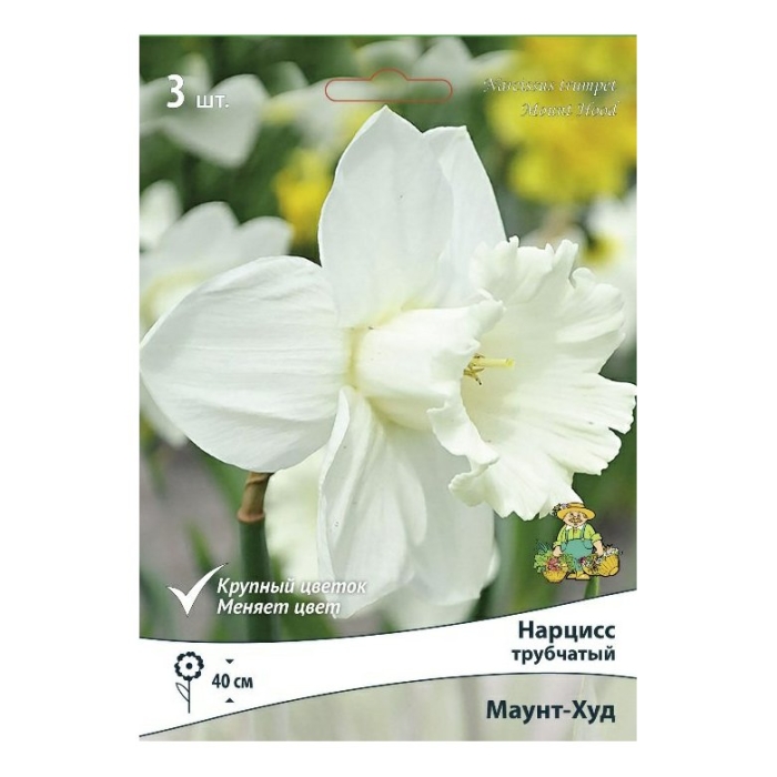 Нарцисс маунт худ