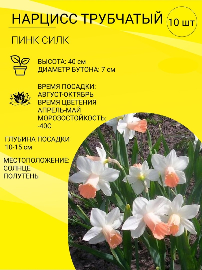 Нарцисс пинк шарм