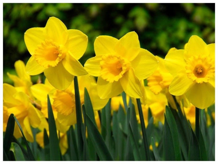 Нарцисс цветок