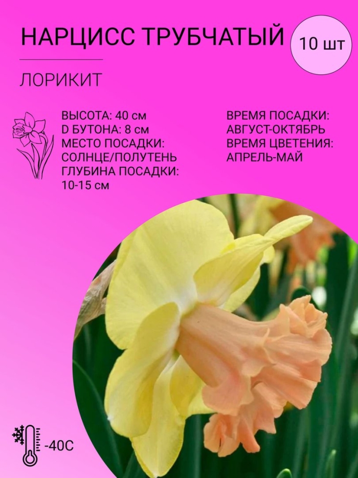 Нарцисс лорикит