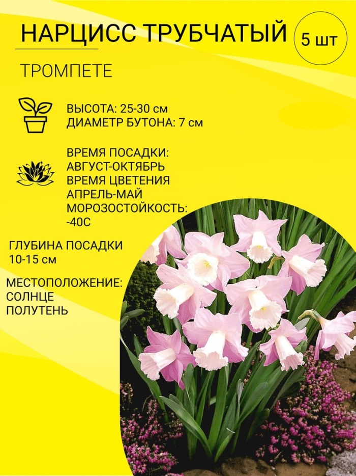 Нарцисс rosa trompete