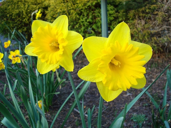 Narcissus barenwyn