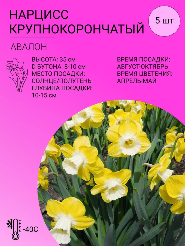 Нарцисс сорта