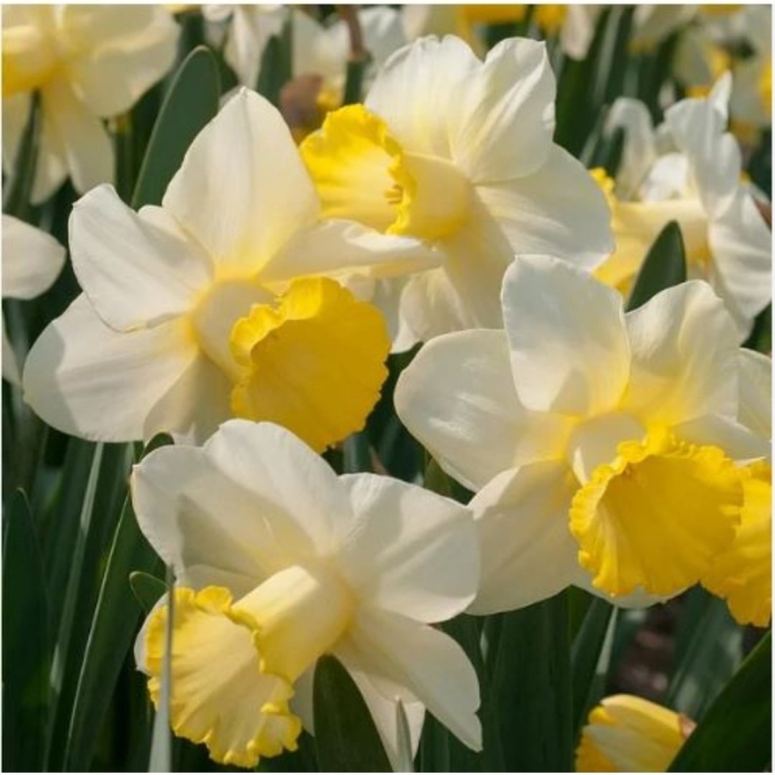 Нарцисс корниш кинг