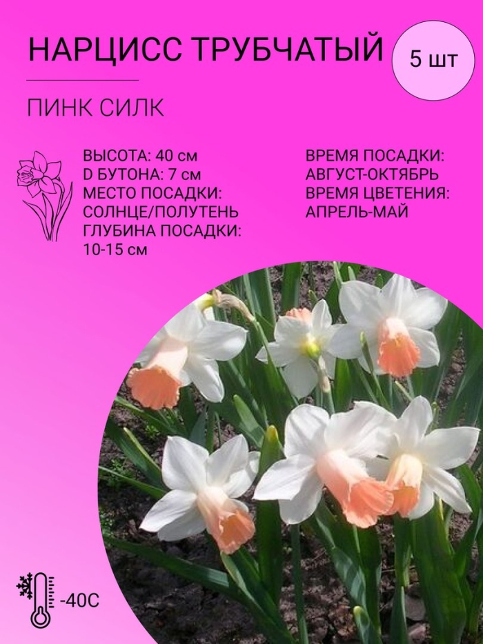 Нарцисс пинк силк