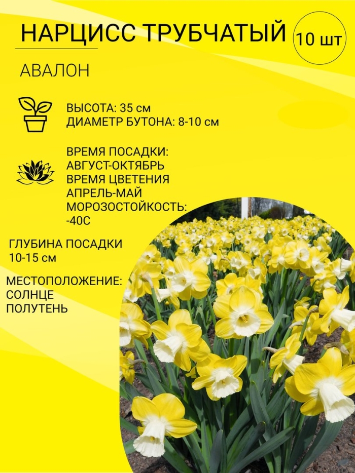 Нарцисс трубчатый