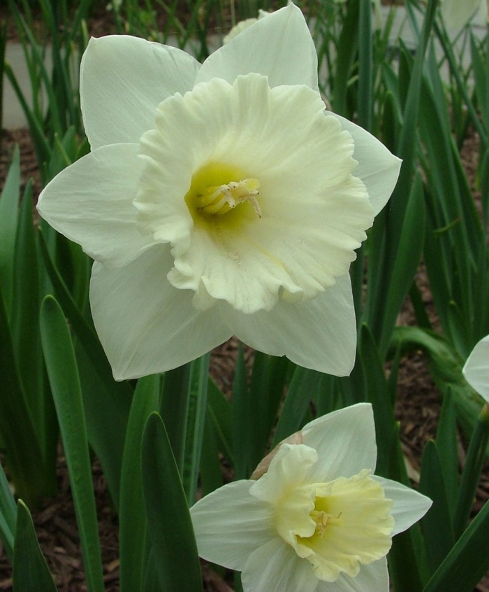 Mount hood нарцисс