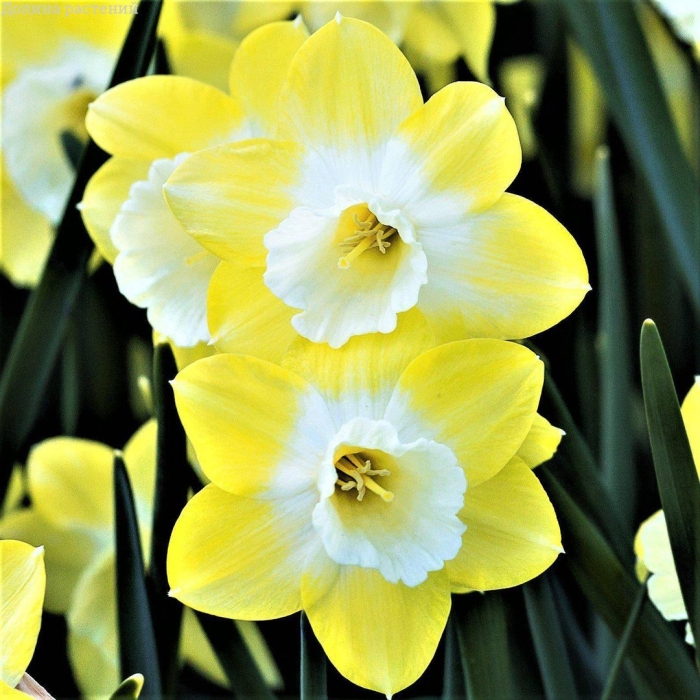 Нарцисс pipit