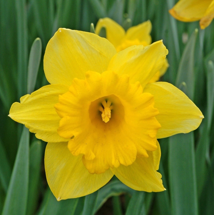 Нарцисс гибридный